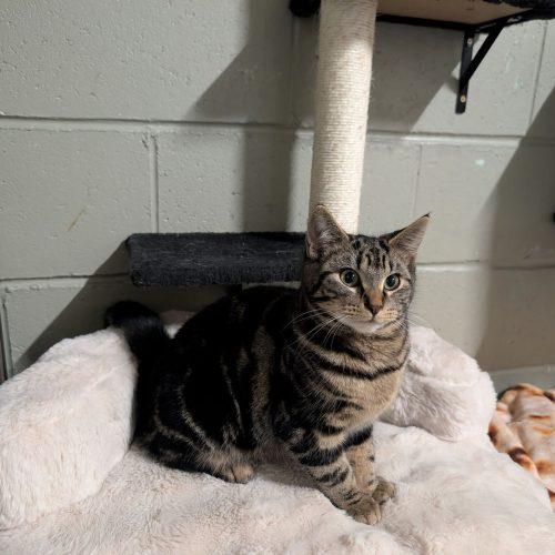 Enlarge Olympia, a Adoptable Domestic Short Hair in Toms River, NJ image 1/6