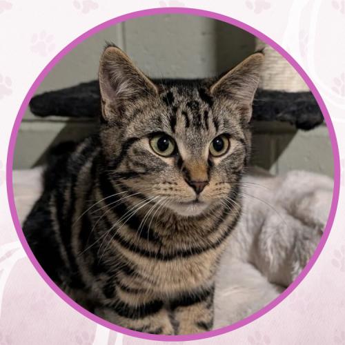 Enlarge Olympia, a Adoptable Domestic Short Hair in Toms River, NJ image 2/6