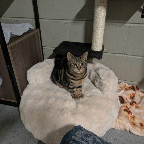 Enlarge Olympia, a Adoptable Domestic Short Hair in Toms River, NJ image 3/6