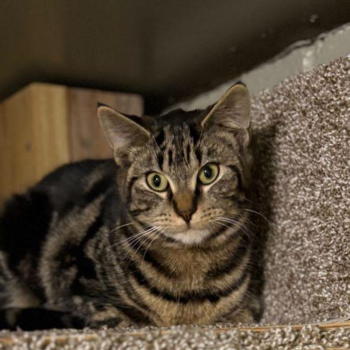 Enlarge Olympia, a Adoptable Domestic Short Hair in Toms River, NJ image 4/6