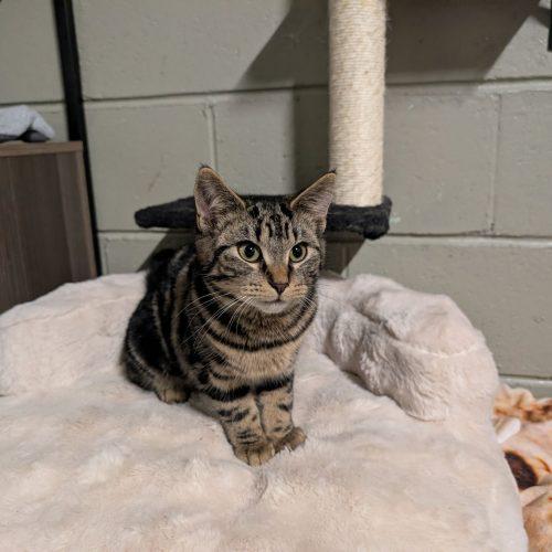 Enlarge Olympia, a Adoptable Domestic Short Hair in Toms River, NJ image 6/6