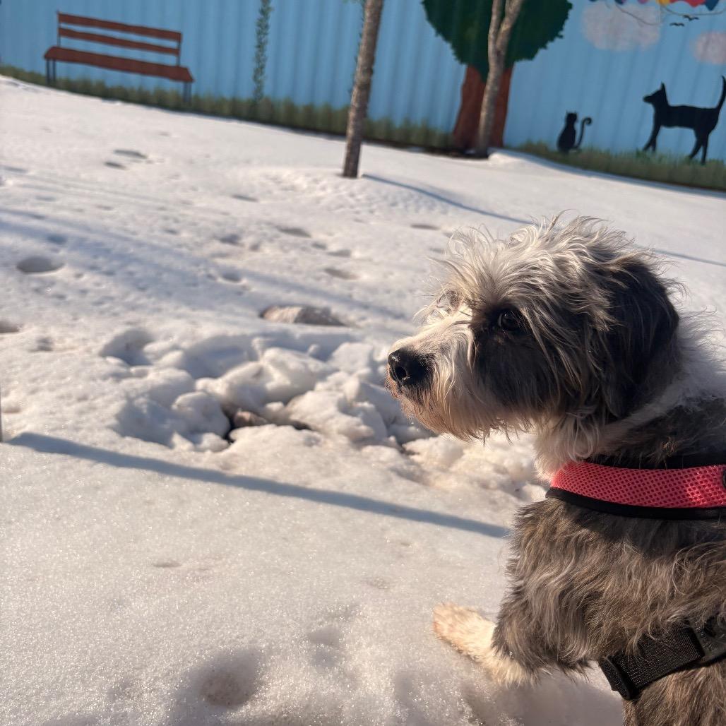 Peggy, Adoptable, Adult Female Terrier.