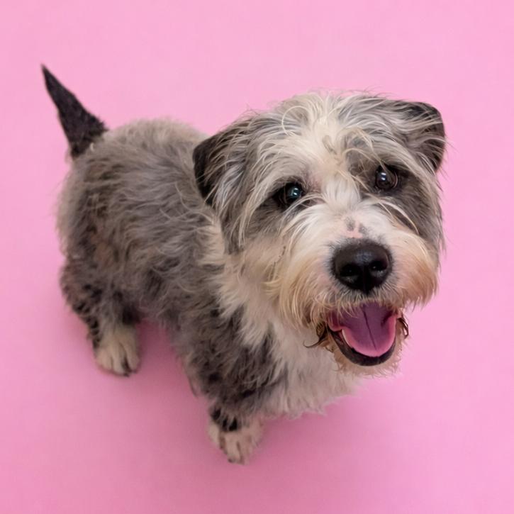 Enlarge Peggy, a Adoptable mixed breed in Arlington, VA image 2/6