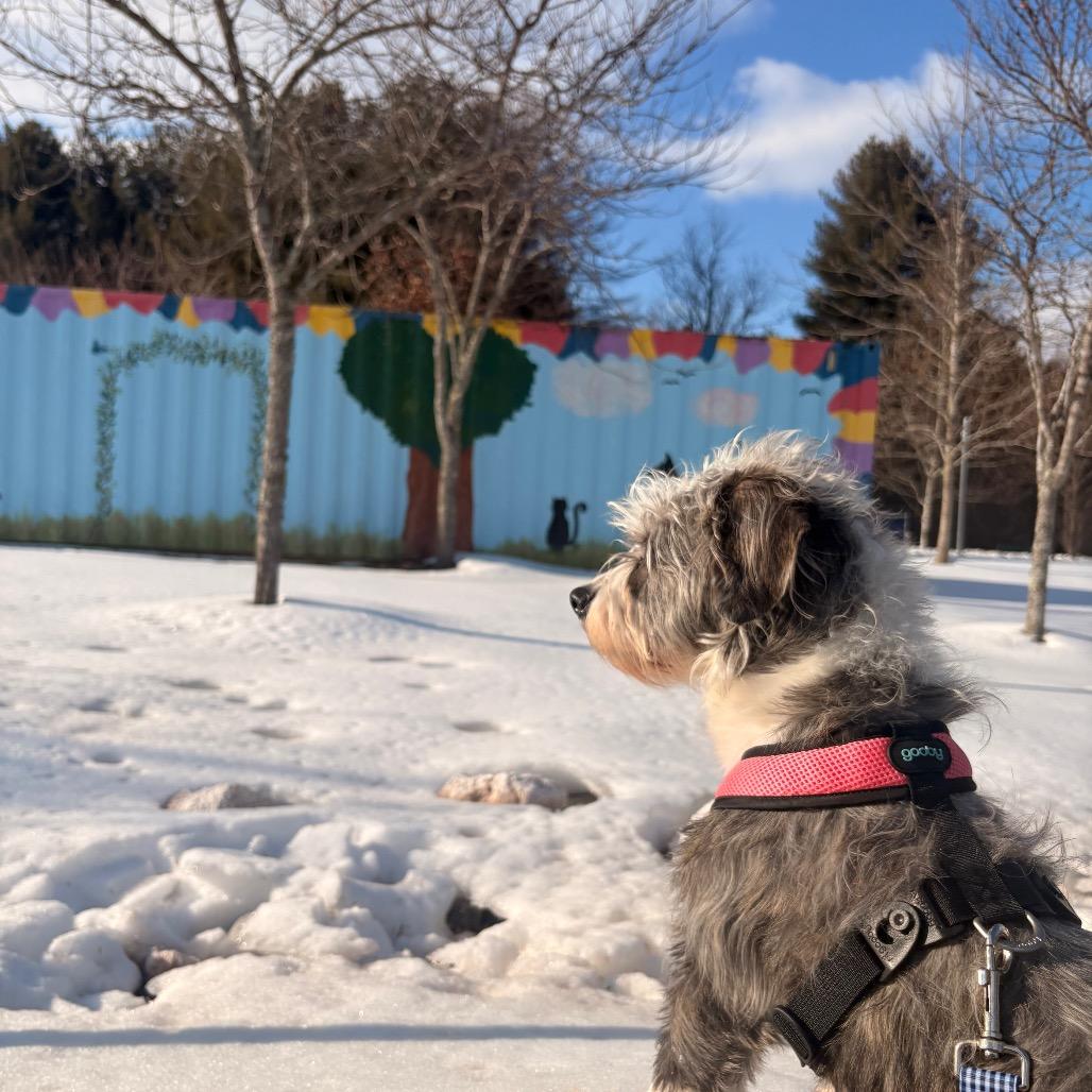 Enlarge Peggy, a Adoptable mixed breed in Arlington, VA image 4/6