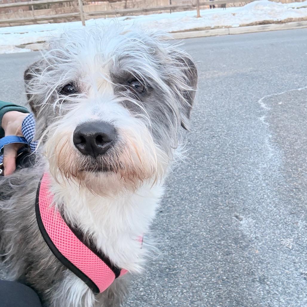 Enlarge Peggy, a Adoptable mixed breed in Arlington, VA image 5/6