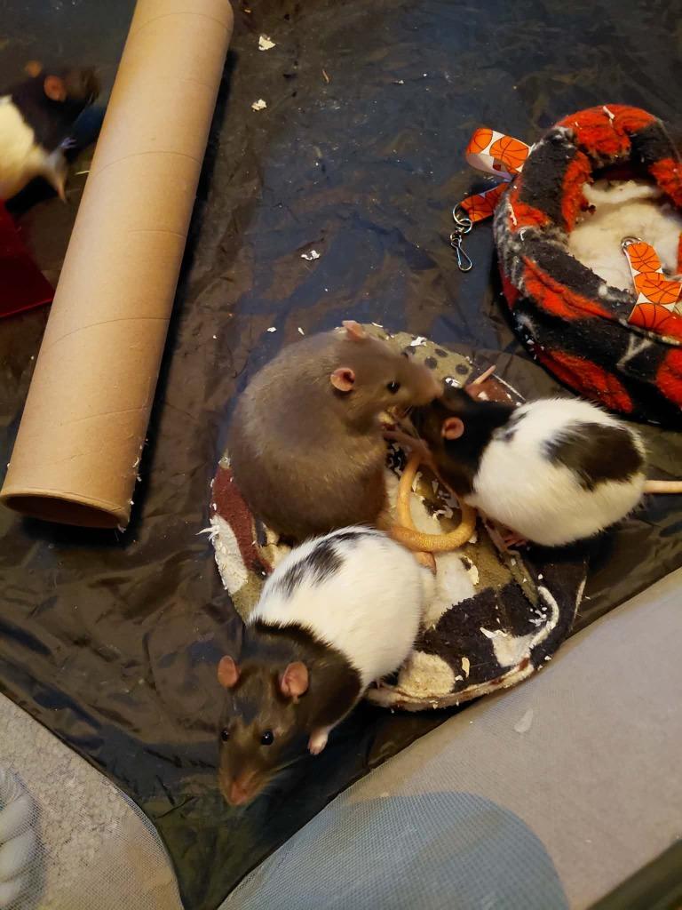 Cherry Bomb, Adoptable, Young Male Rat.