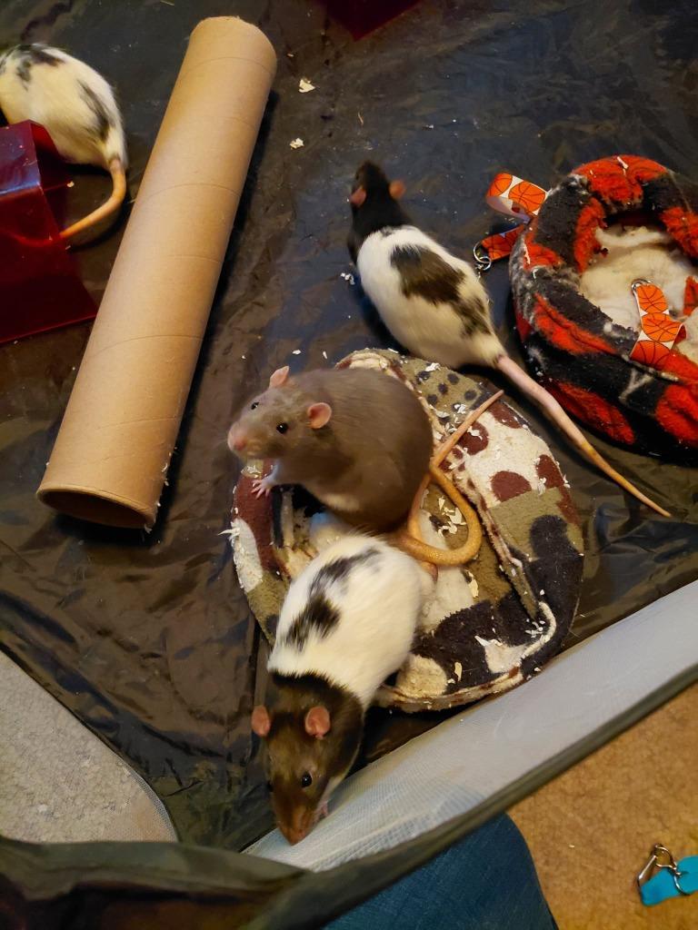 Enlarge Cherry Bomb, a Adoptable Rat in FRANKTON, IN image 2/2