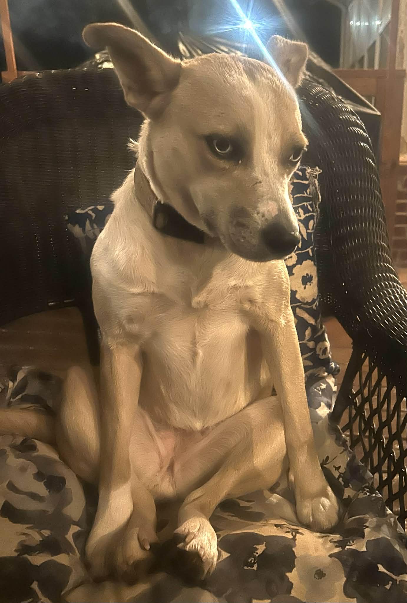 Summer, Adoptable, Young Female Australian Cattle Dog / Blue Heeler & Husky.