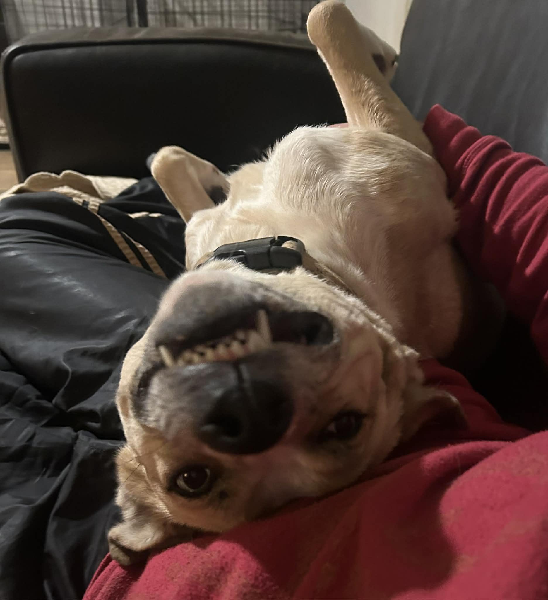 Enlarge Summer, a Adoptable mixed breed in Atlanta, GA image 6/6