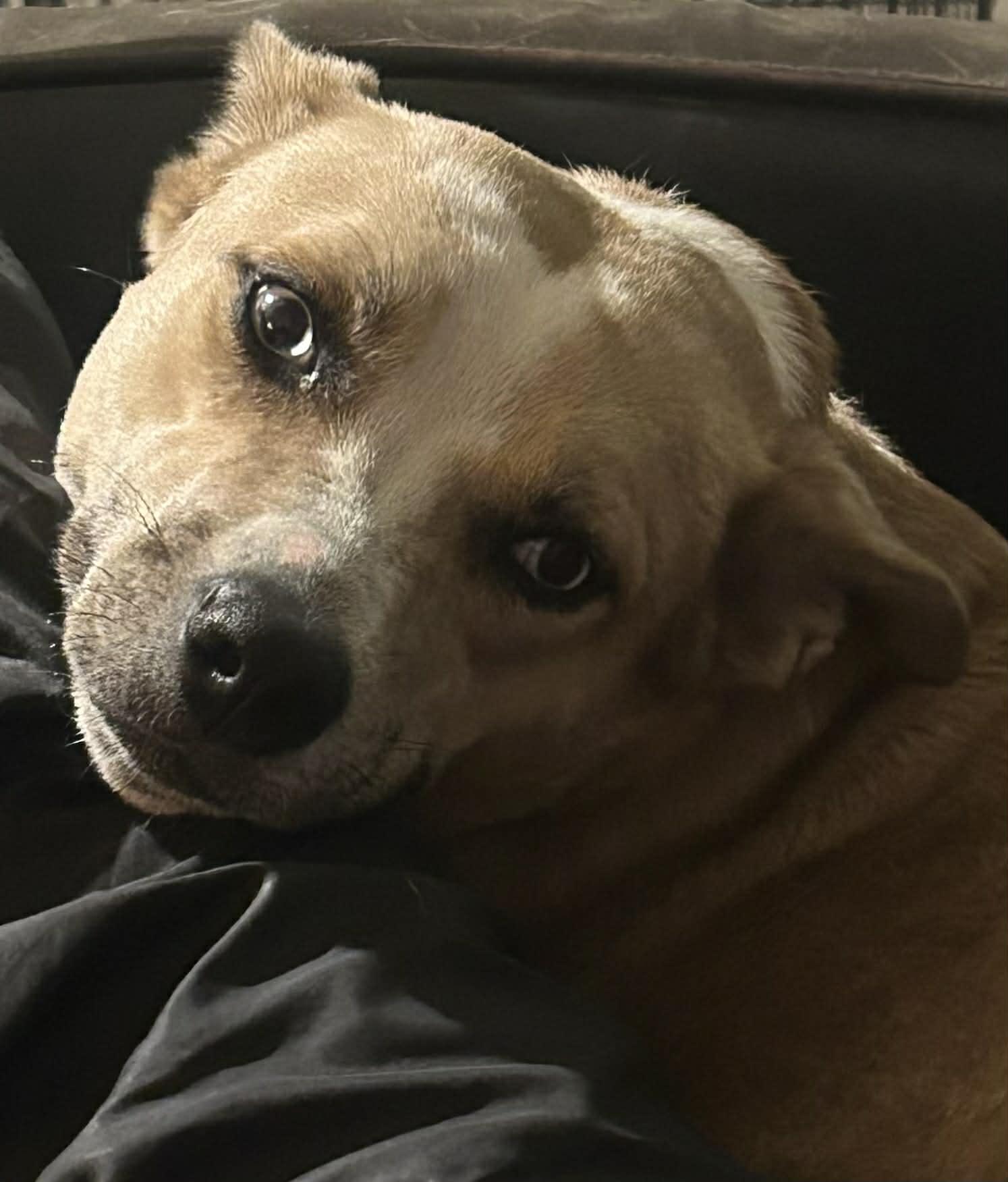 Enlarge Summer, a Adoptable mixed breed in Atlanta, GA image 5/6