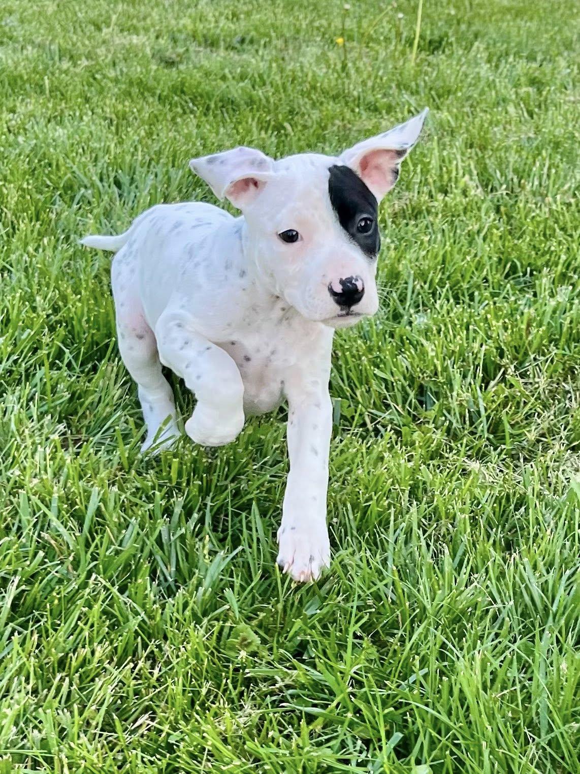 Enlarge Miscue, an adopted mixed breed in Jarrettsville, MD image 5/6