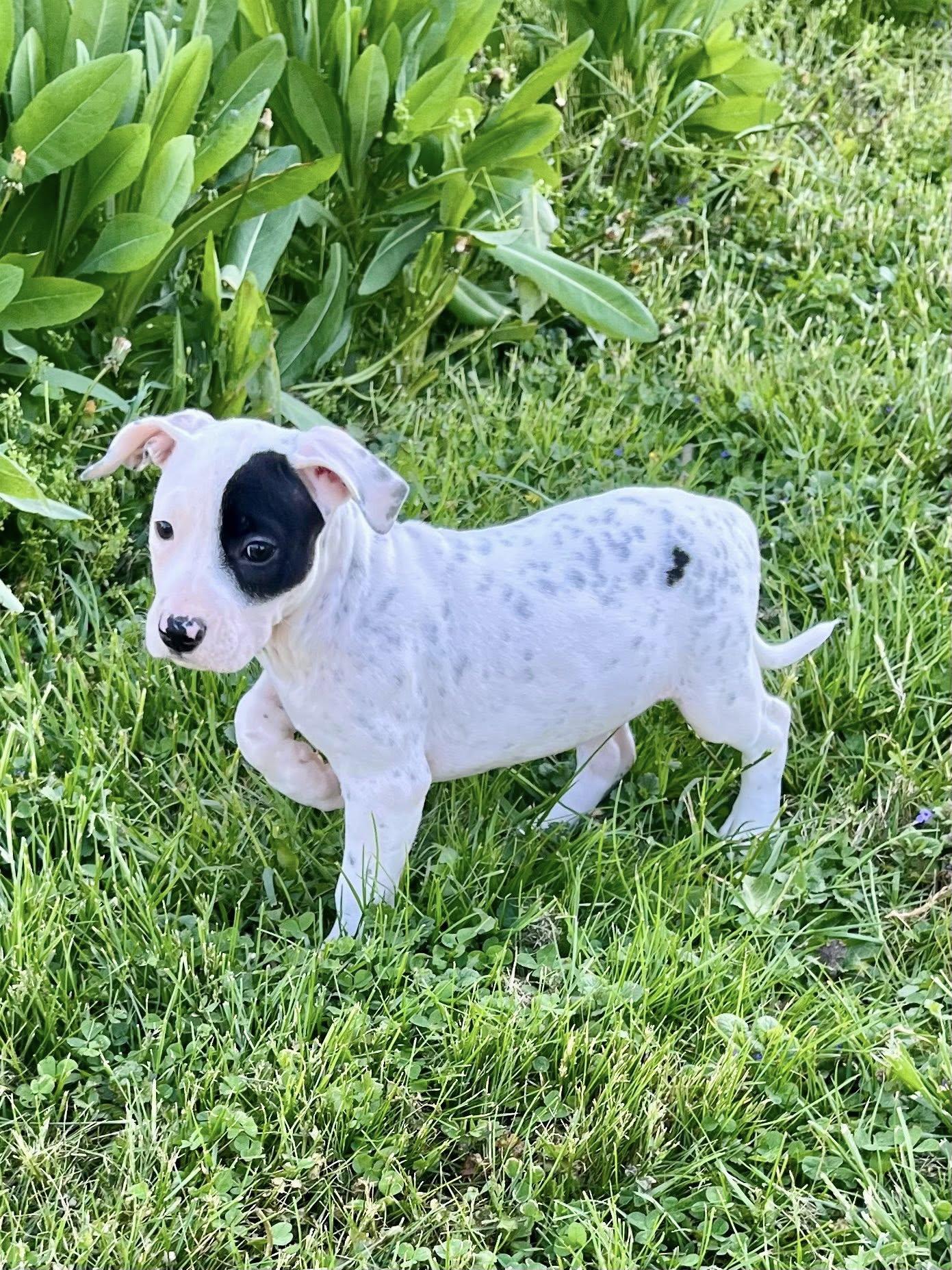 Miscue, adopted, Puppy Female Pit Bull Terrier.