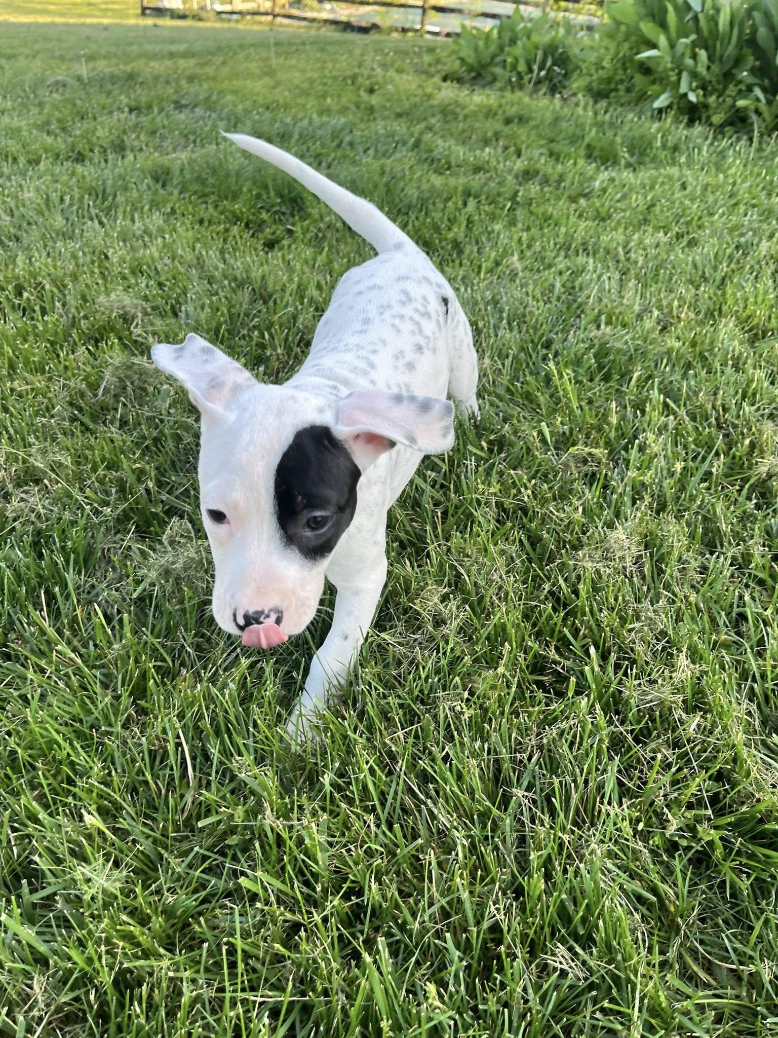 Enlarge Miscue, an adopted mixed breed in Jarrettsville, MD image 4/6