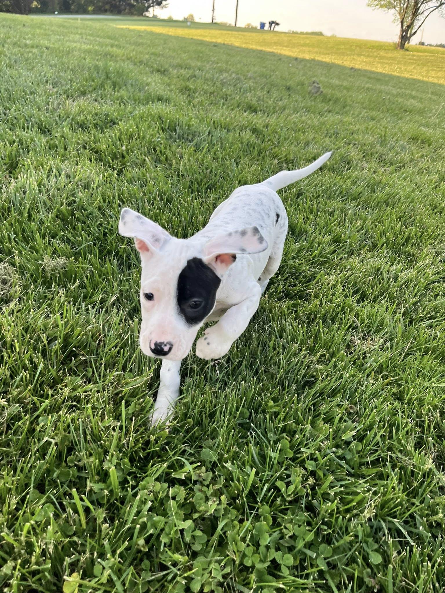Enlarge Miscue, an adopted mixed breed in Jarrettsville, MD image 2/6