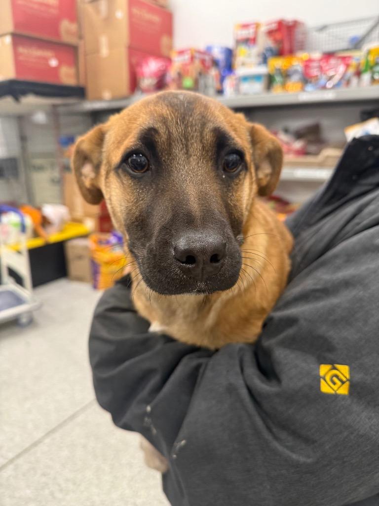 Whiskey, Adopted, Puppy Male Shepherd & Mixed Breed.