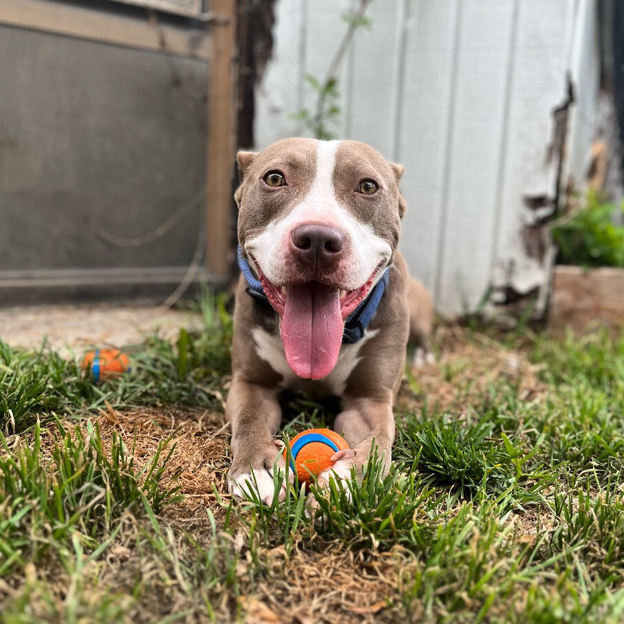 Homelander, a Adopted mixed breed in Austin, TX image 1/12