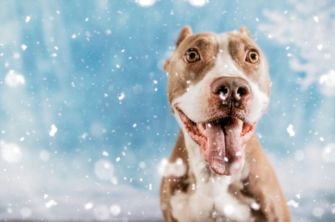 Homelander, a Adopted mixed breed in Austin, TX image 3/12