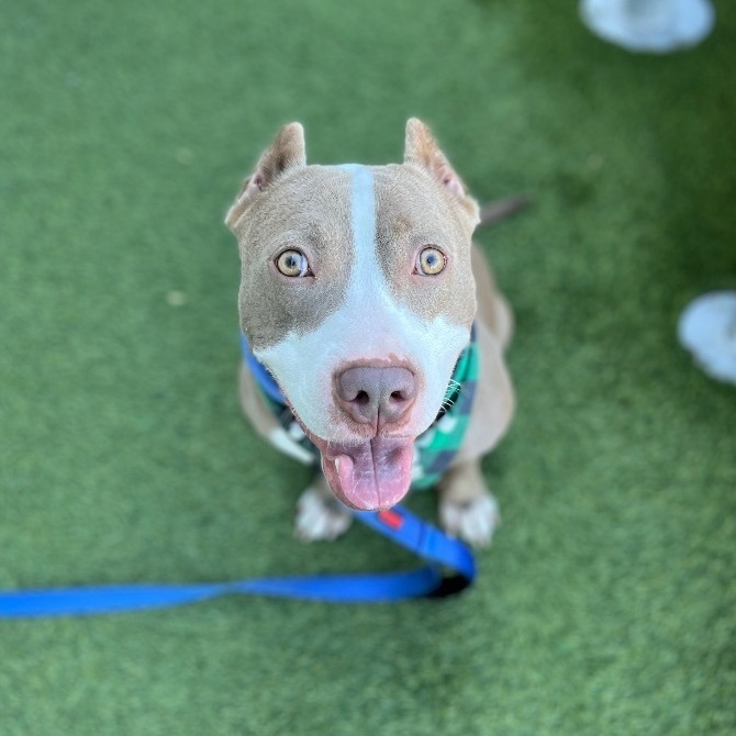 Homelander, a Adopted mixed breed in Austin, TX image 4/12