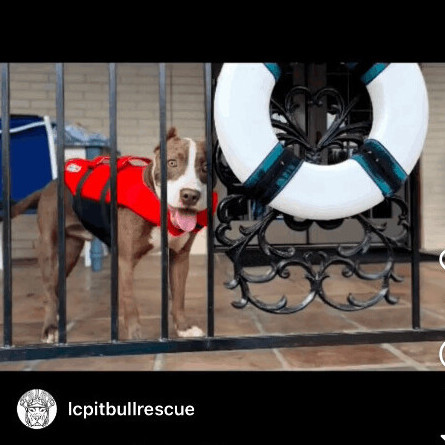 Homelander, a Adopted mixed breed in Austin, TX image 6/12