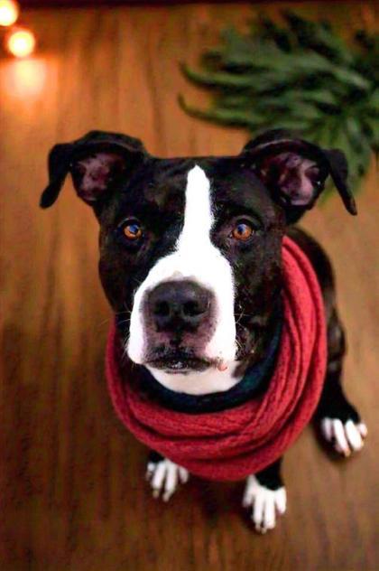 Ziggy, a Adoptable mixed breed in Belleville, MI image 2/6