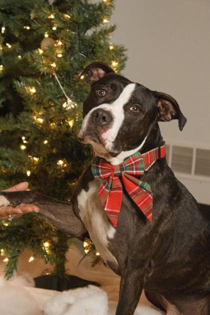 Ziggy, Adoptable, Senior Male American Staffordshire Terrier & Staffordshire Bull Terrier.