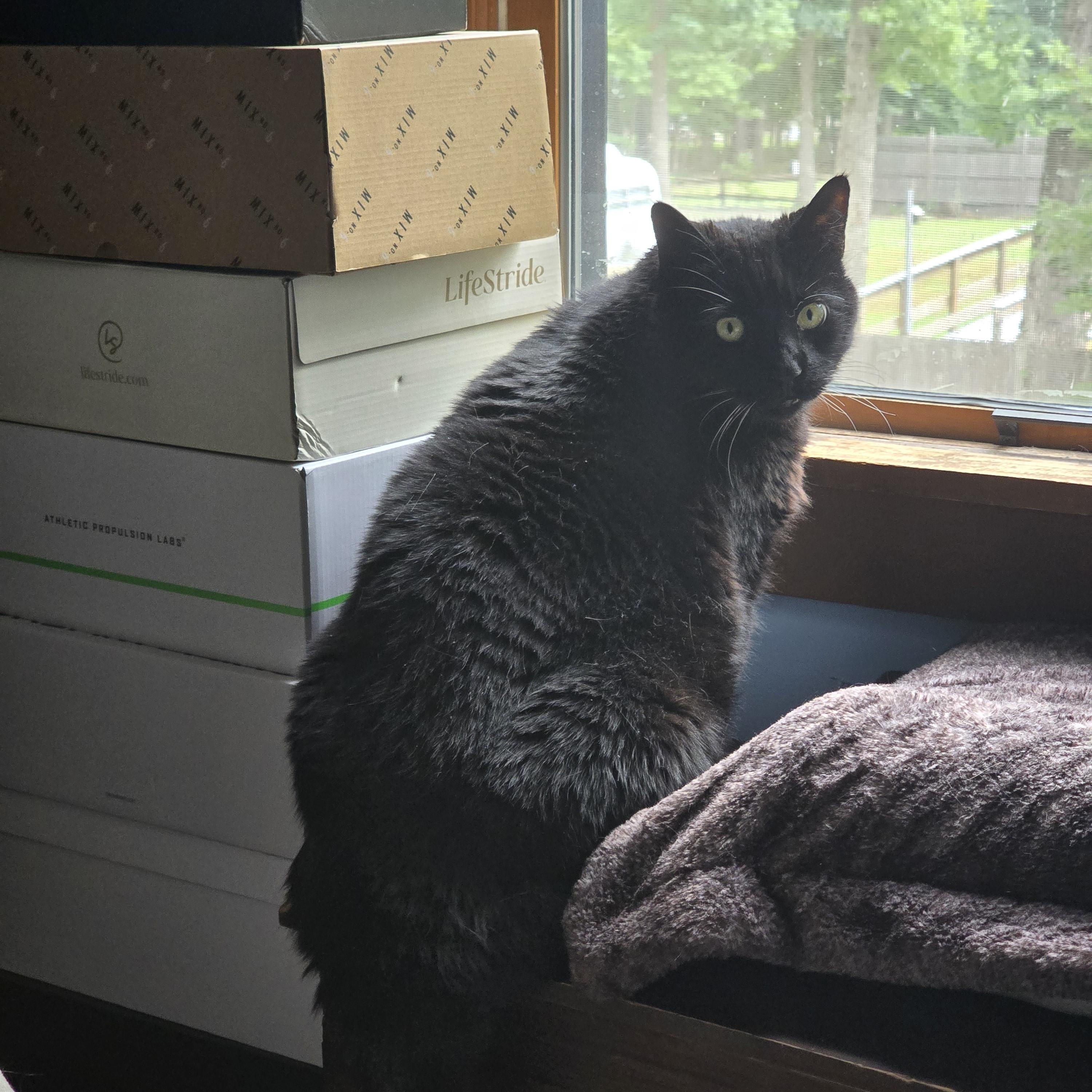 Enlarge Shadow, a Adoptable Domestic Short Hair in Bellmawr, NJ image 5/6