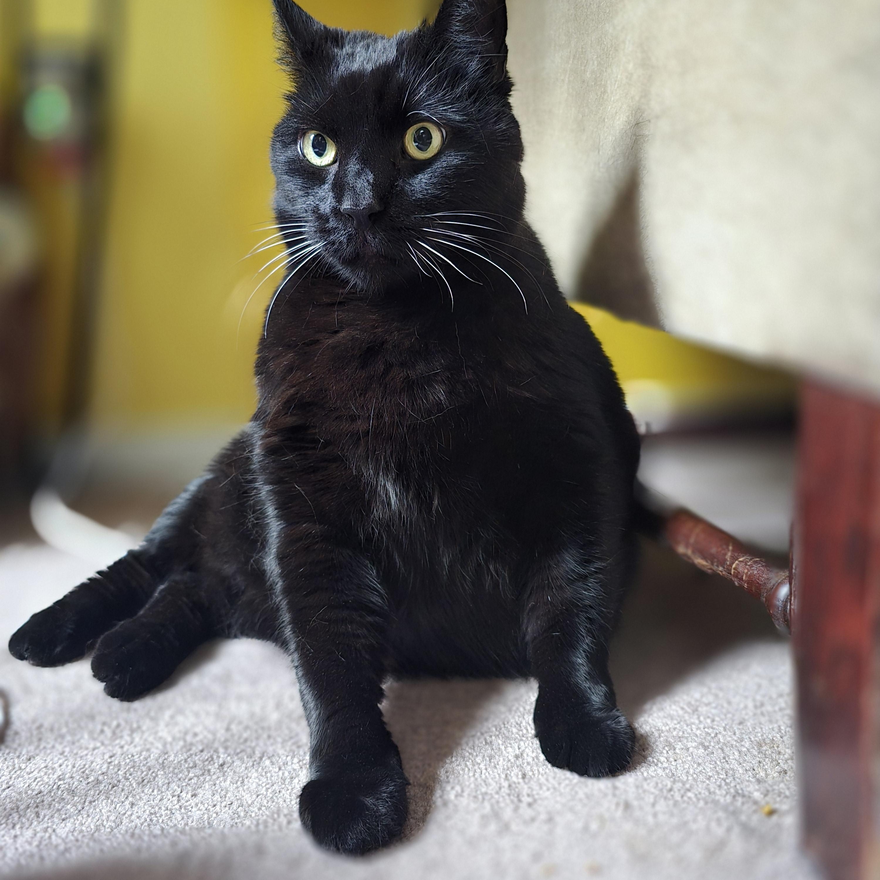 Enlarge Shadow, a Adoptable Domestic Short Hair in Bellmawr, NJ image 3/6