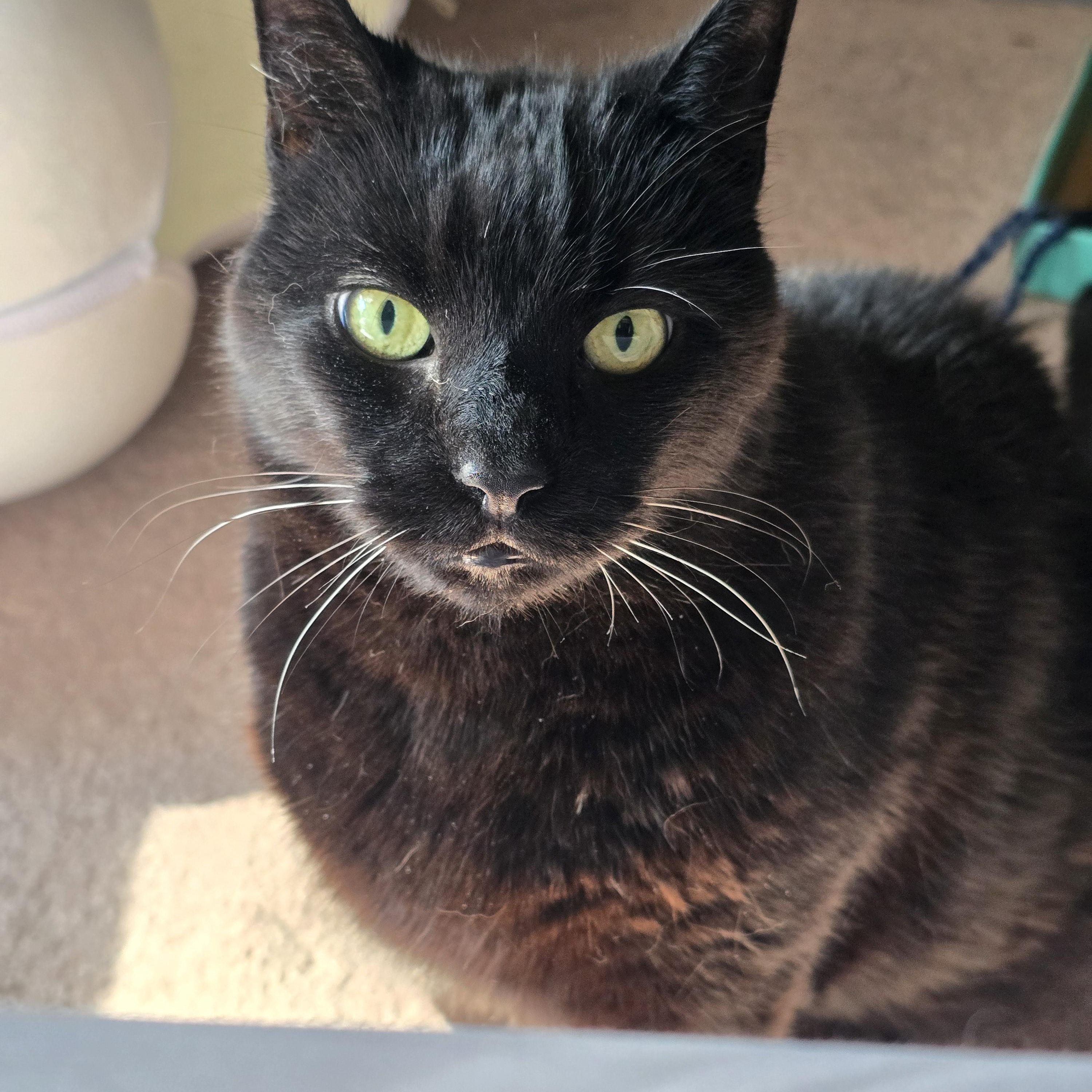 Shadow, Adoptable, Adult Male Domestic Short Hair.