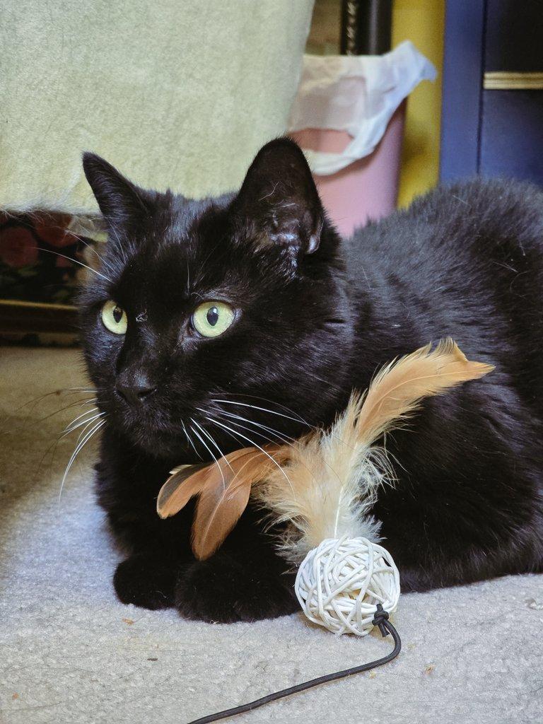 Enlarge Shadow, a Adoptable Domestic Short Hair in Bellmawr, NJ image 2/6