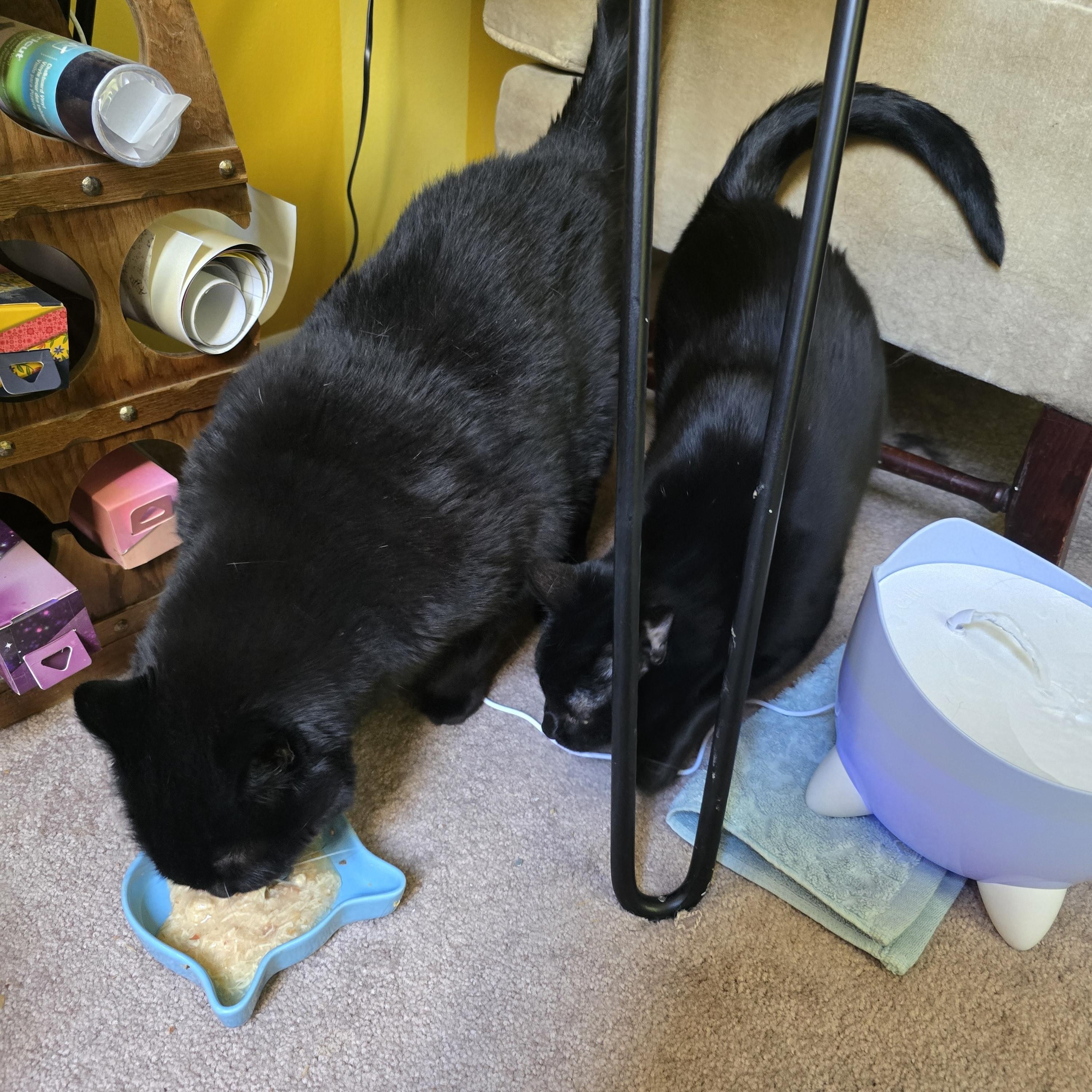Enlarge Shadow, a Adoptable Domestic Short Hair in Bellmawr, NJ image 6/6