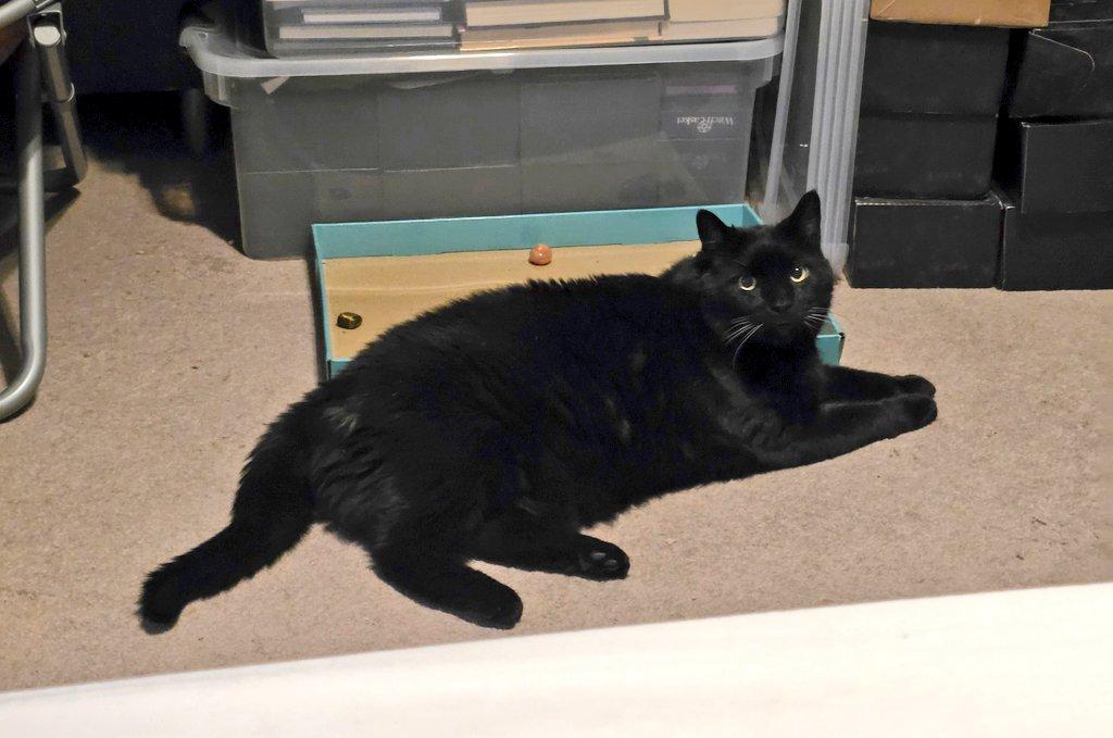 Enlarge Shadow, a Adoptable Domestic Short Hair in Bellmawr, NJ image 4/6