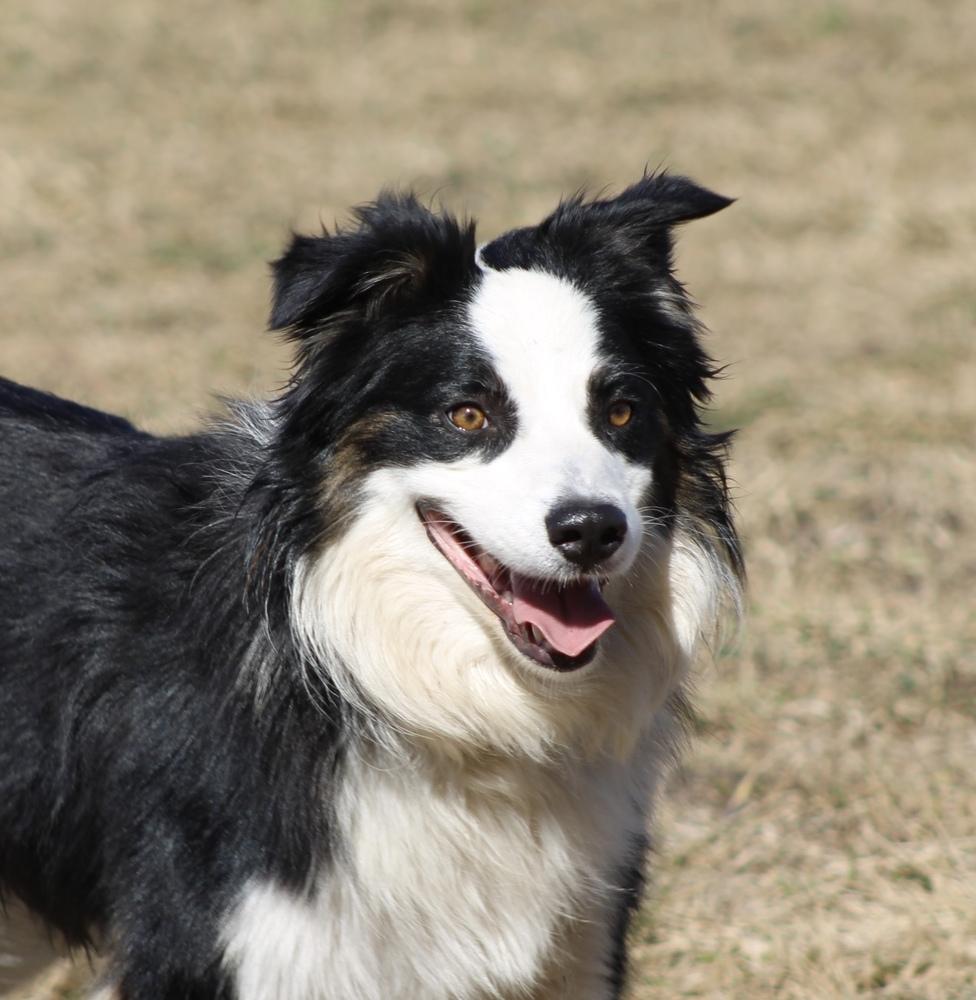 Enlarge 1036 Tito, a Adoptable Australian Shepherd in Waukesha, WI image 1/6
