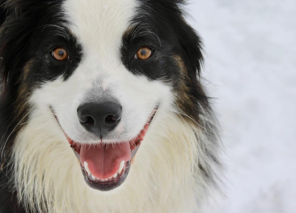 Enlarge 1036 Tito, a Adoptable Australian Shepherd in Waukesha, WI image 1/6