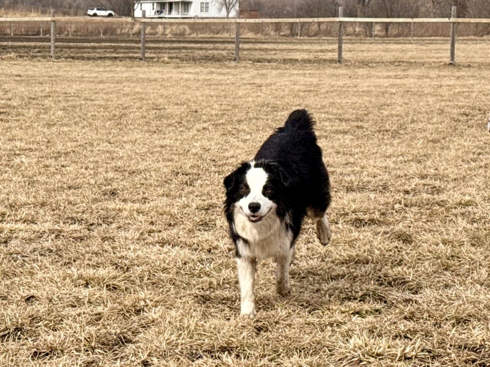 1036 Tito, a Adoptable Australian Shepherd in Waukesha, WI image 2/6