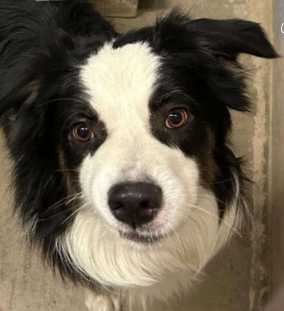 1036 Tito, a Adoptable Australian Shepherd in Waukesha, WI image 4/6