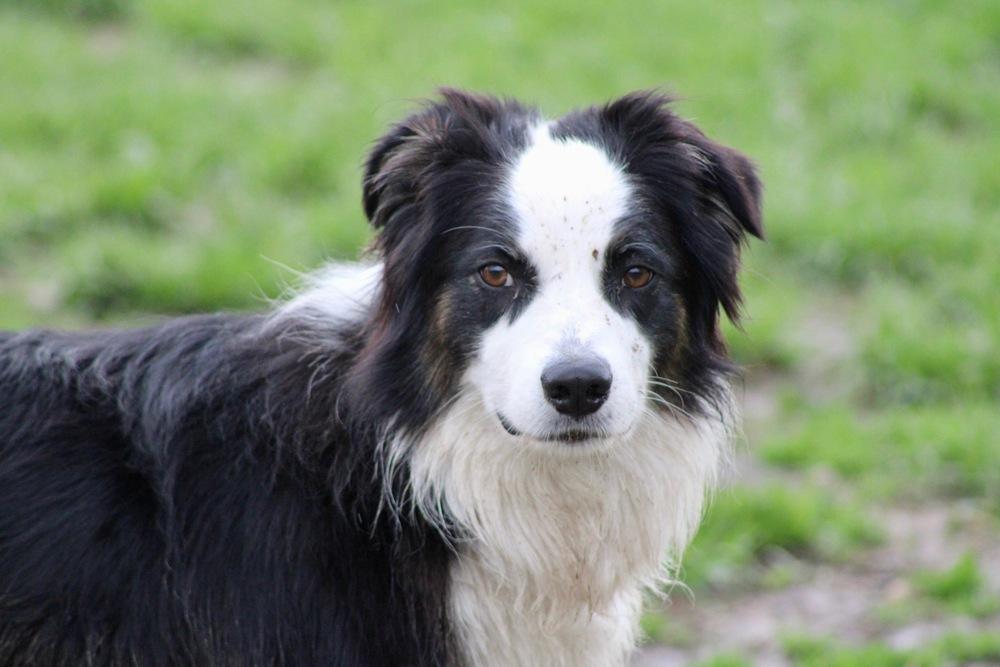 Enlarge 1036 Tito, a Adoptable Australian Shepherd in Waukesha, WI image 3/6