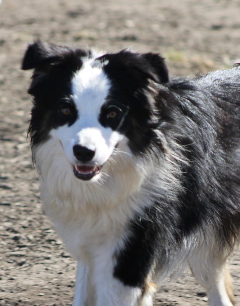 Enlarge 1036 Tito, a Adoptable Australian Shepherd in Waukesha, WI image 4/6