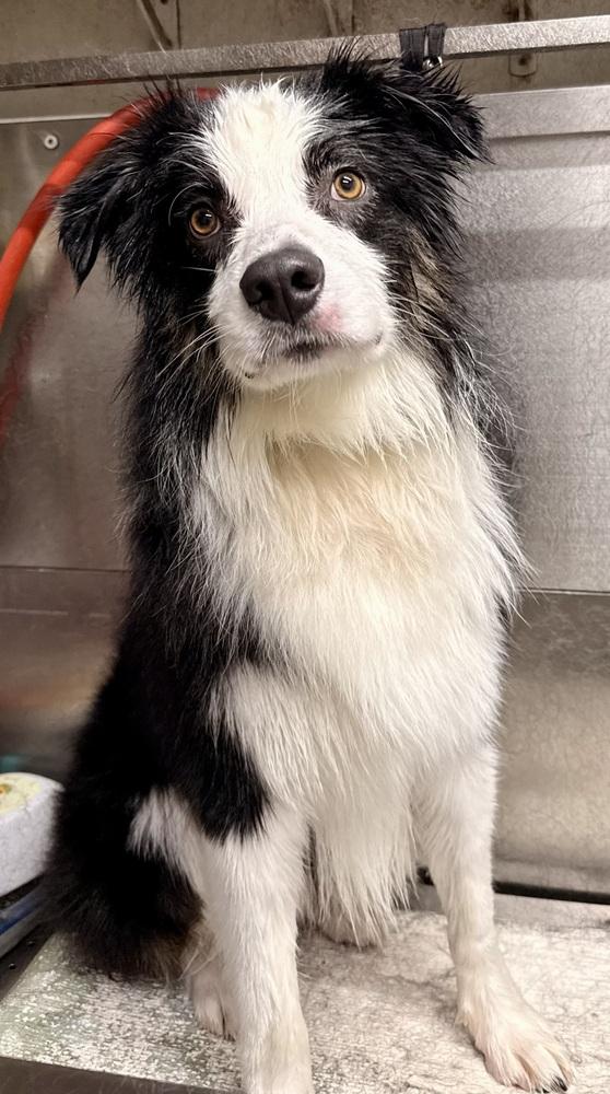 1036 Tito, a Adoptable Australian Shepherd in Waukesha, WI image 5/6