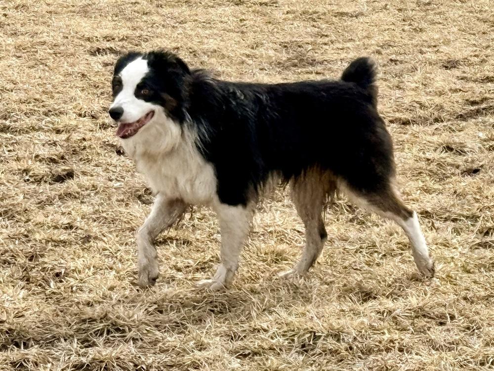 1036 Tito, a Adoptable Australian Shepherd in Waukesha, WI image 6/6
