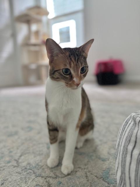 Enlarge JANICE, a Adoptable Domestic Short Hair in Aurora, CO image 1/1