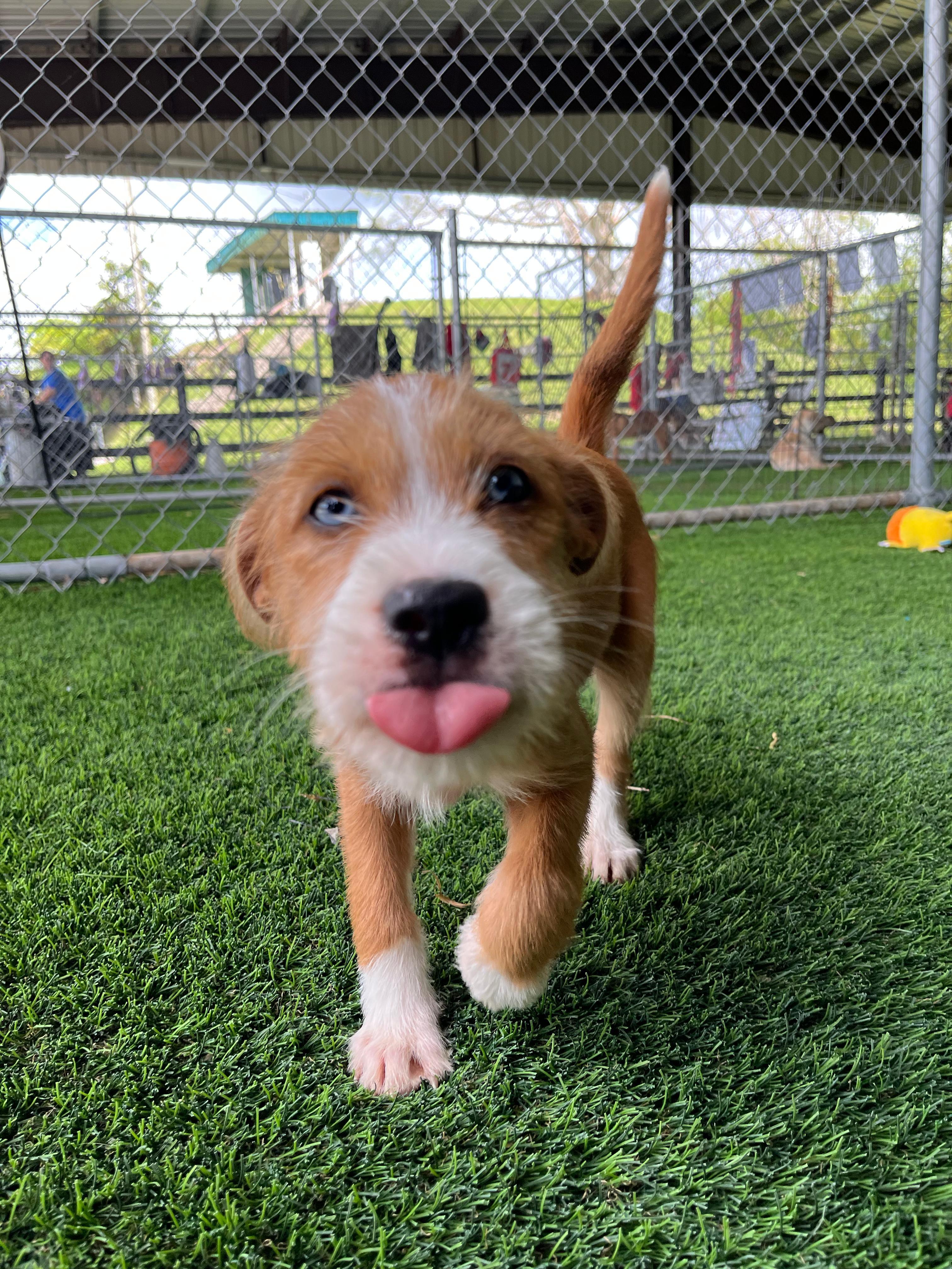 Enlarge Pickle, an adopted mixed breed in Brooklyn, NY image 3/4