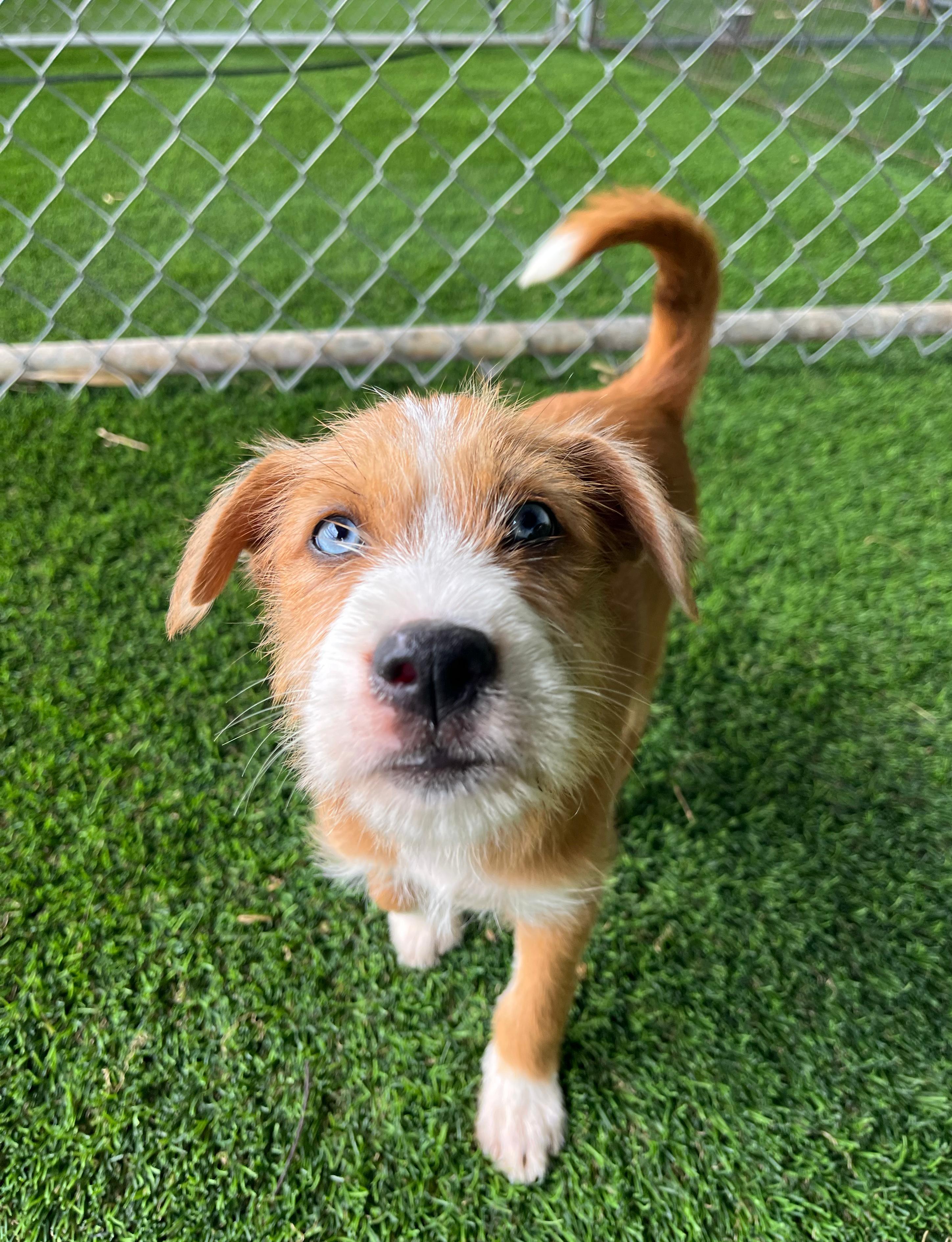 Enlarge Pickle, an adopted mixed breed in Brooklyn, NY image 2/4