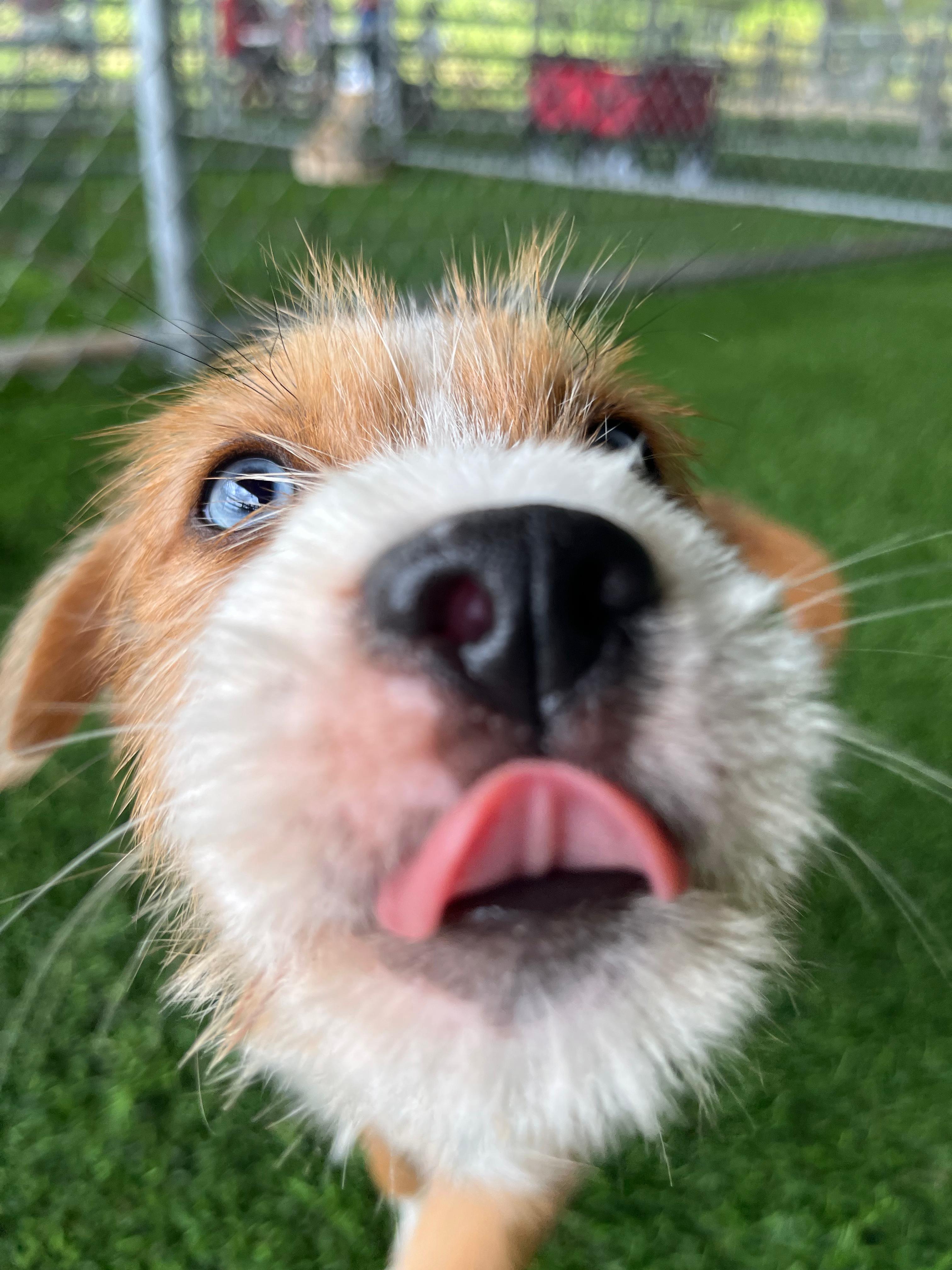 Enlarge Pickle, an adopted mixed breed in Brooklyn, NY image 4/4