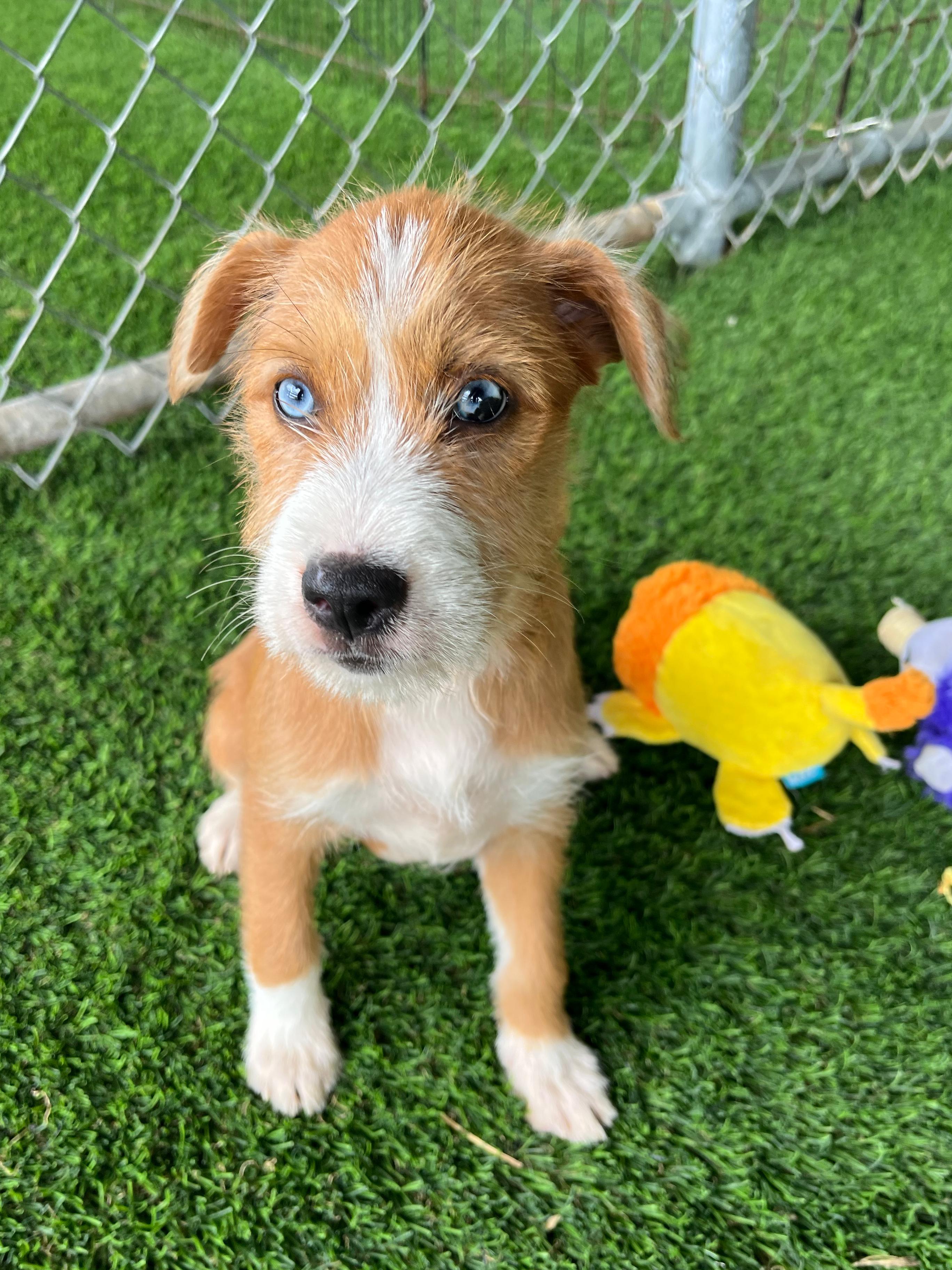 Pickle, adopted, Puppy Female Mixed Breed & Wirehaired Terrier.