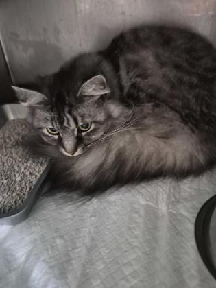 Enlarge Quinny, a Adoptable mixed breed in Simcoe, ON image 1/1