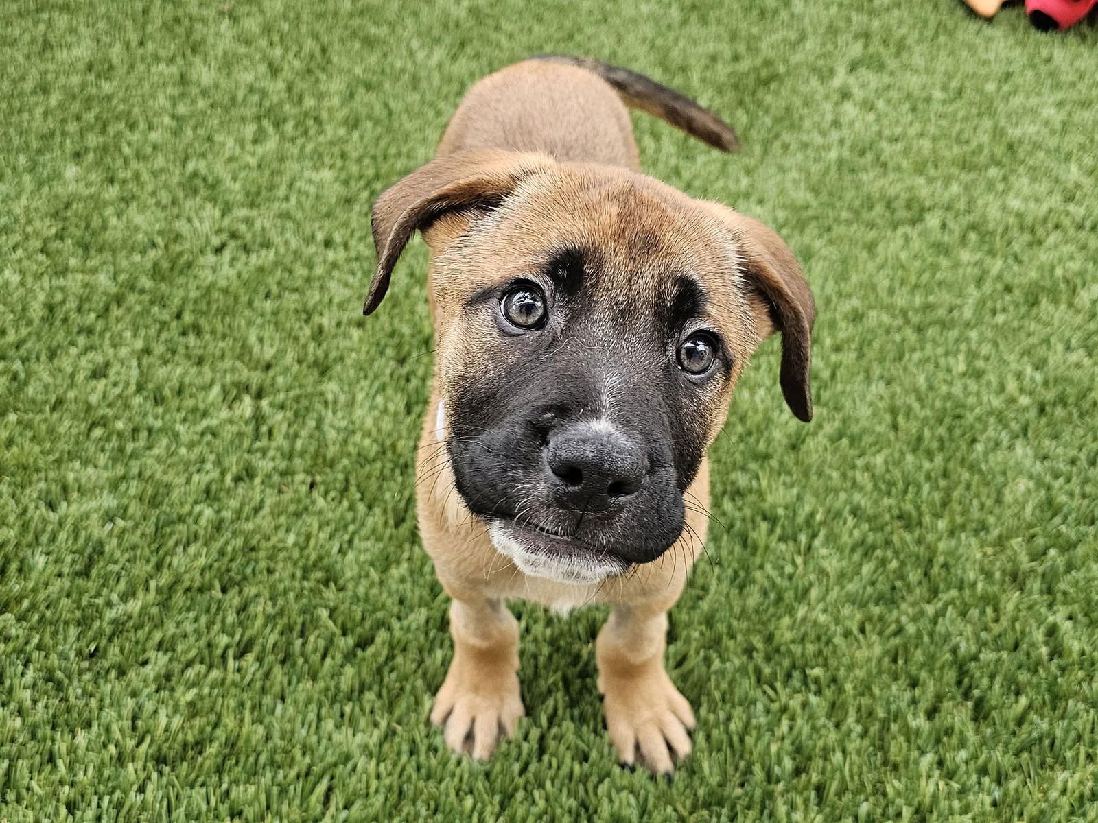 Enlarge Rudolph, a Adoptable mixed breed in Mission Viejo, CA image 1/3