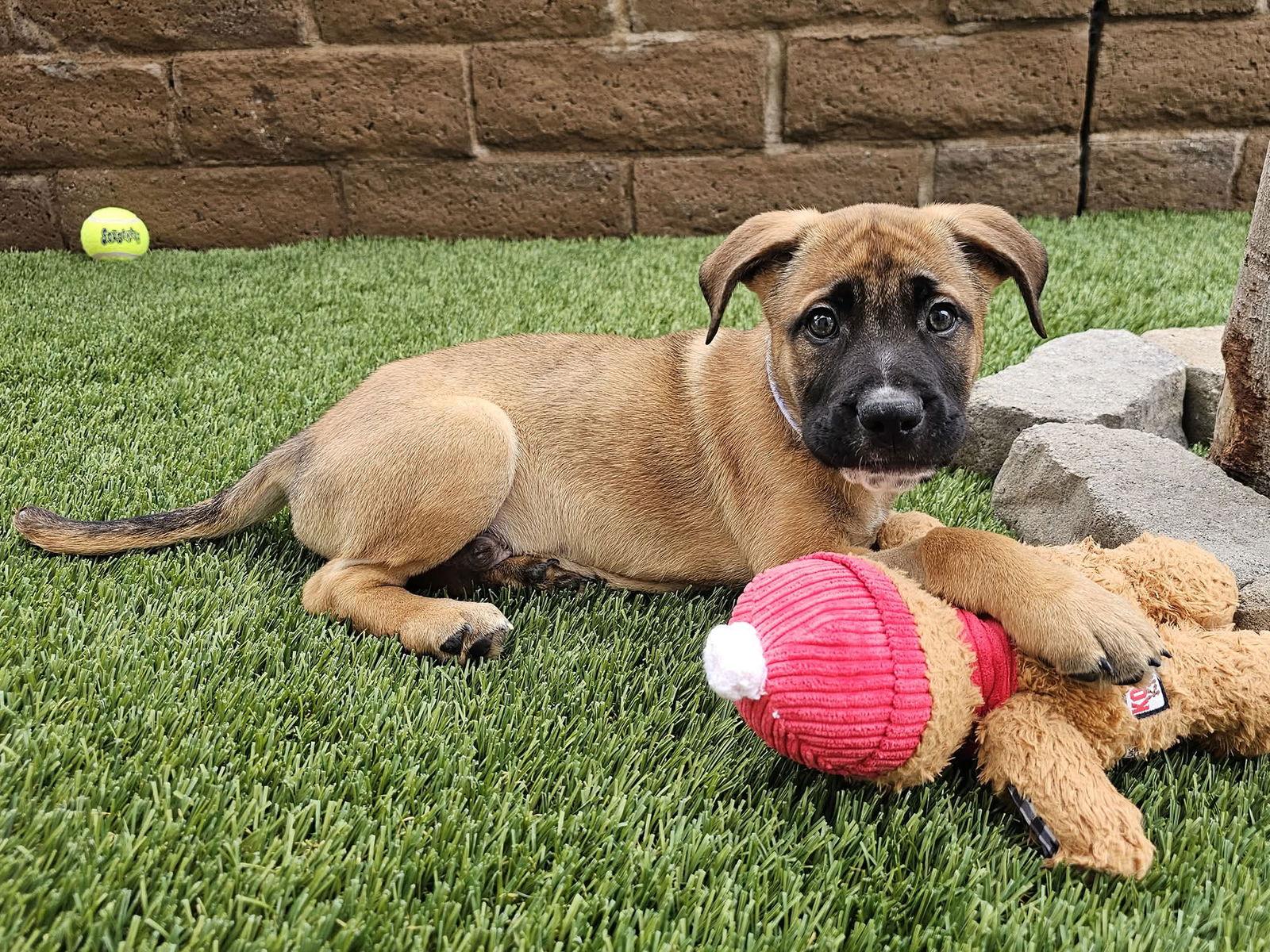 Enlarge Rudolph, a Adoptable mixed breed in Mission Viejo, CA image 2/3