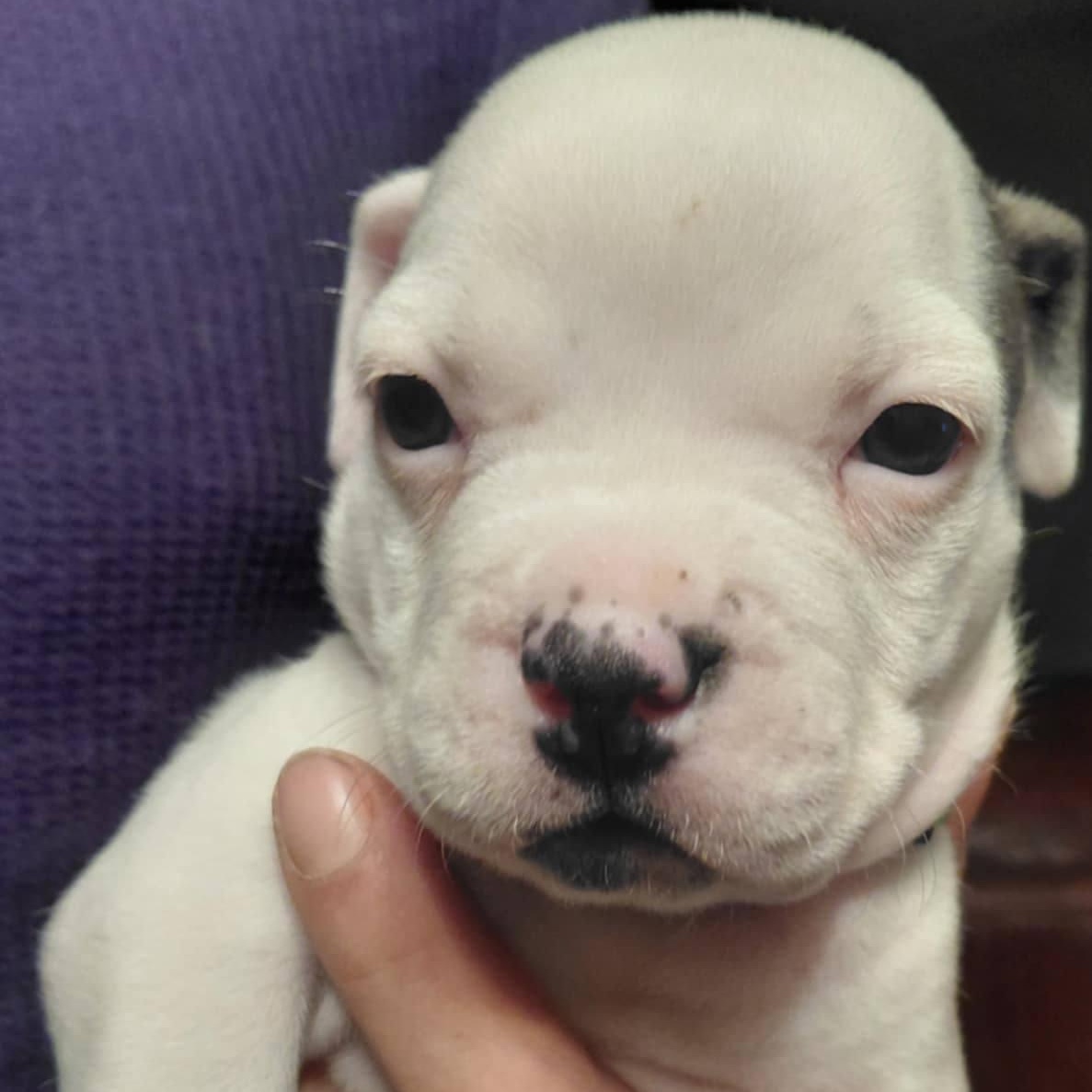 Hollywood, ADOPTABLE, Puppy Male American Bulldog & Pit Bull Terrier.