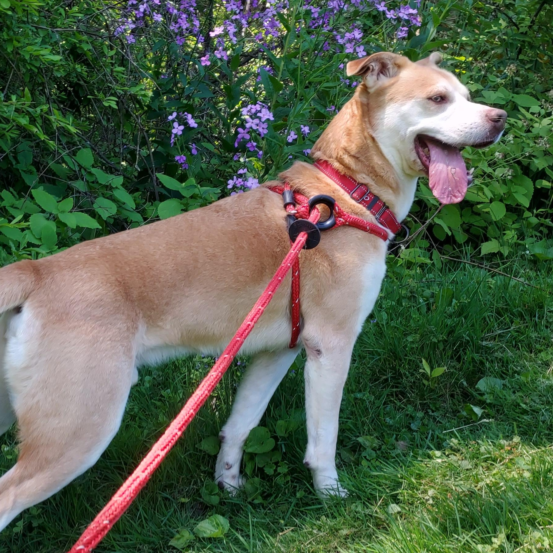 Enlarge Django, a Adoptable mixed breed in Saint Clairsville, OH image 3/6