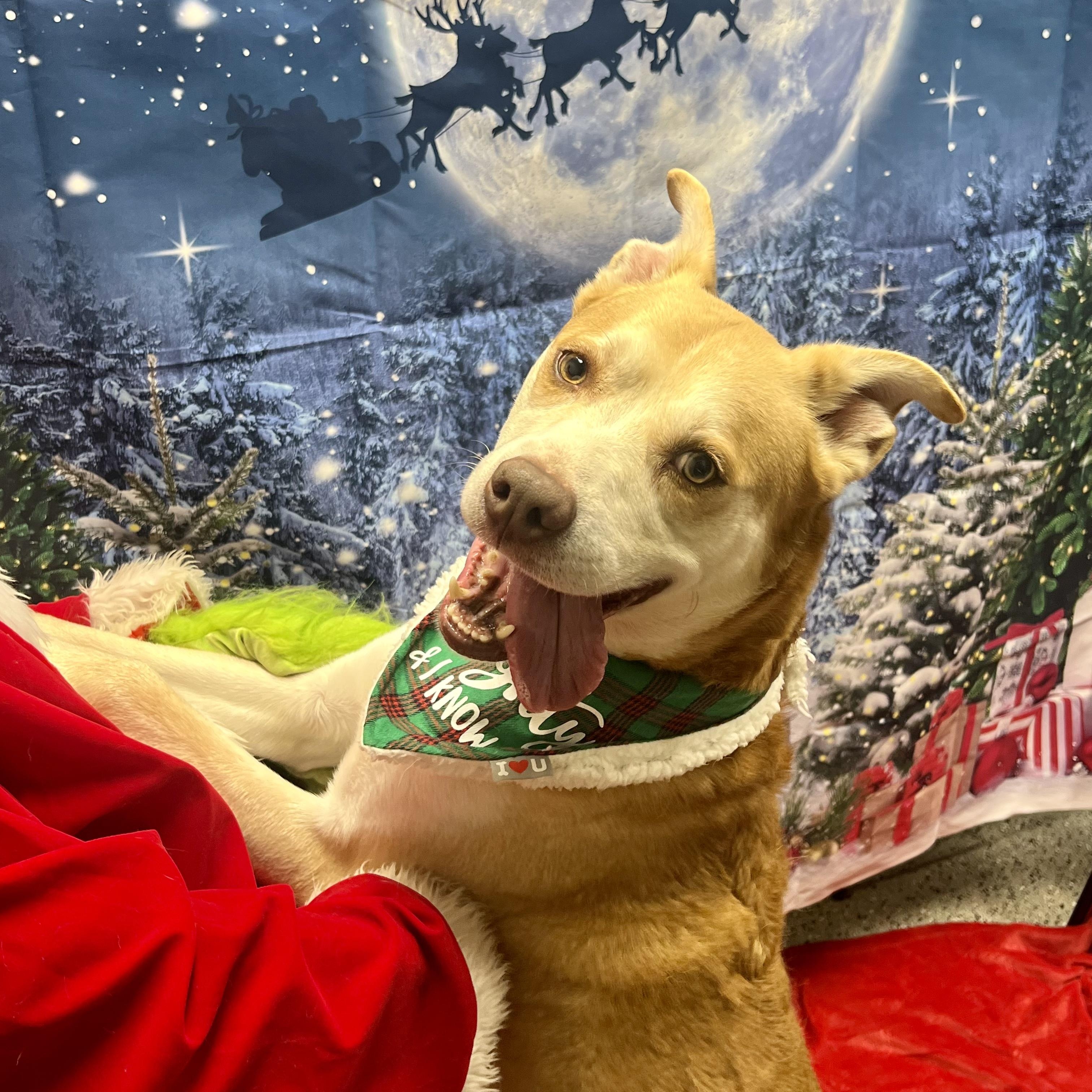 Enlarge Django, a Adoptable mixed breed in Saint Clairsville, OH image 6/6